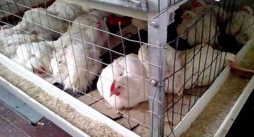 Jak si sami sestavit průvodce velikostí brojlerů